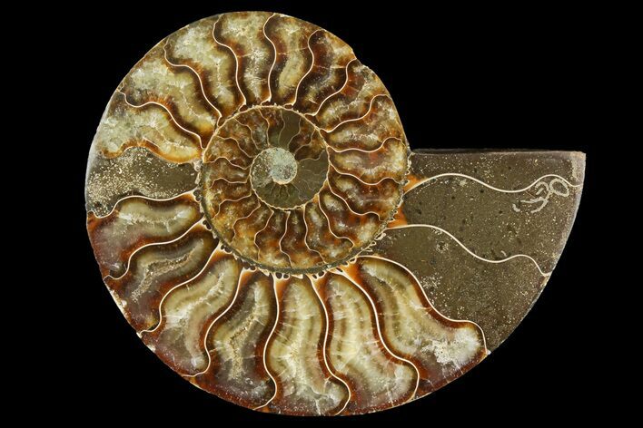Cut & Polished Ammonite Fossil (Half) - Madagascar #157954